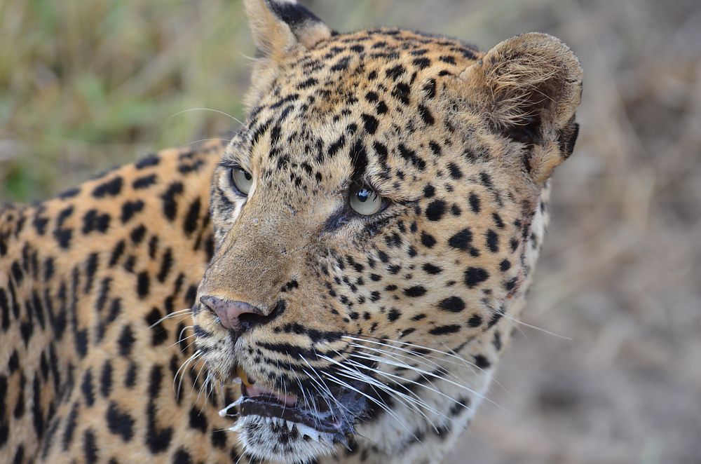 South Luangwa National Park Leopard