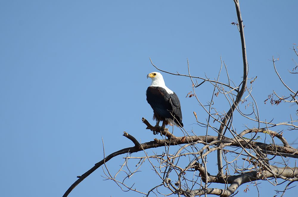 South Luangwa National Park African Fish Eagle