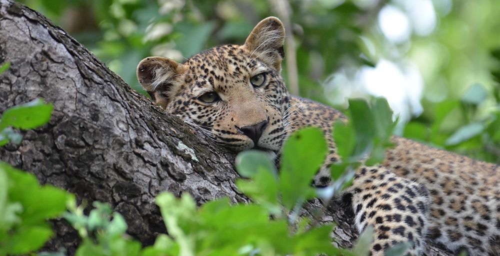 Zambia Leopard