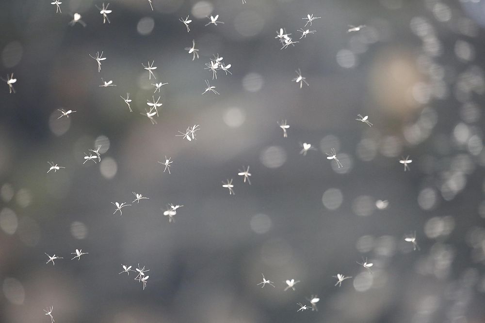 Mosquitoes