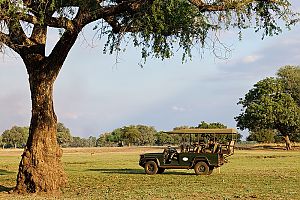 Game Drive - Mfuwe Lodge South Luangwa