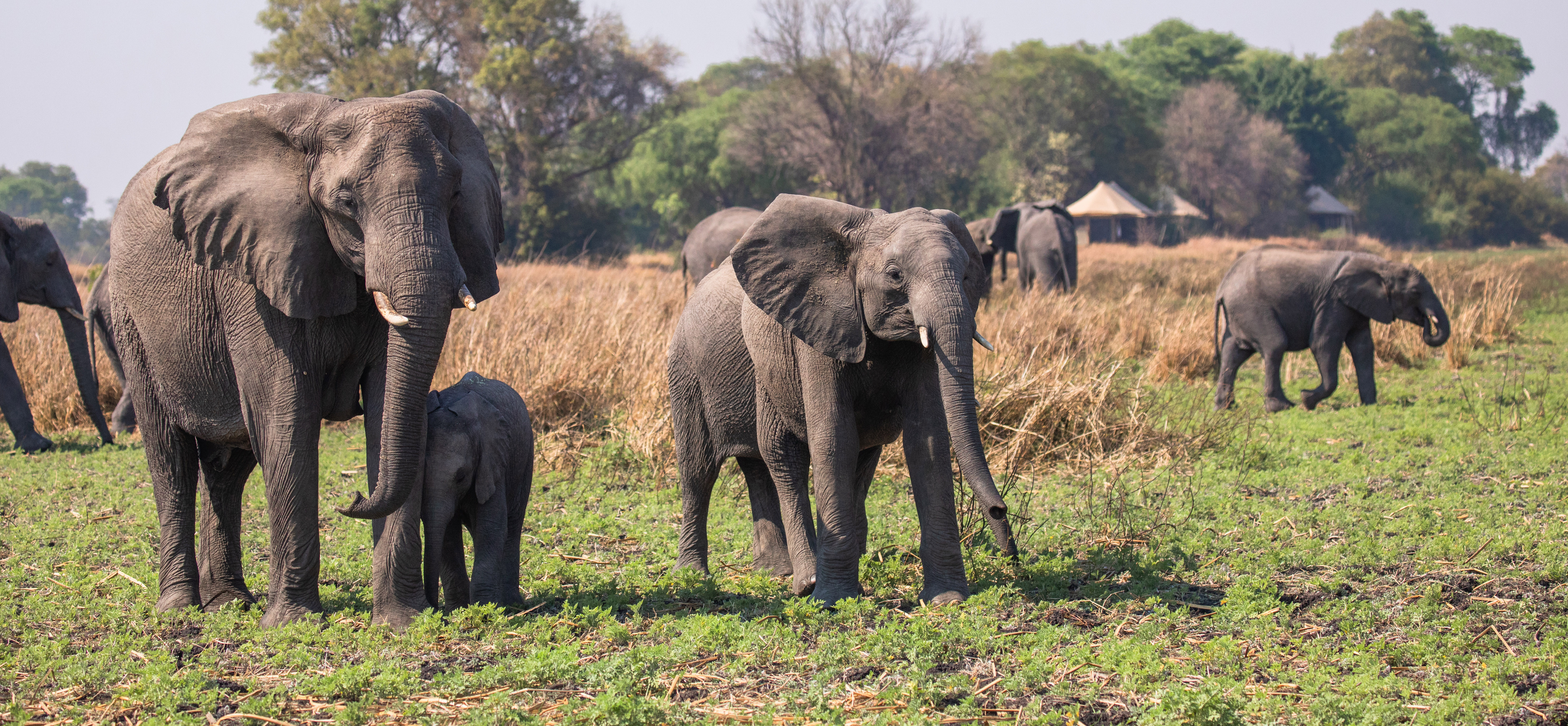 Elephants of Musekese
