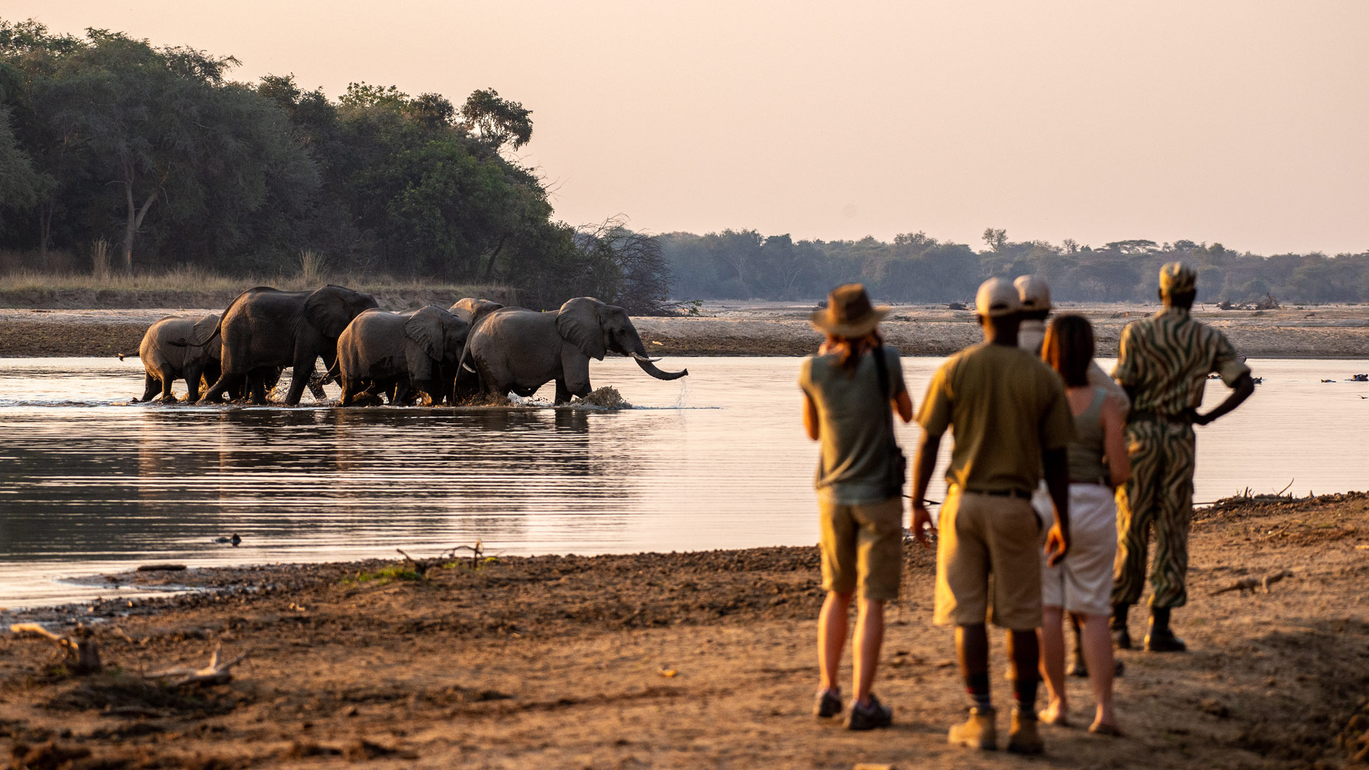 Takwela walking elephants