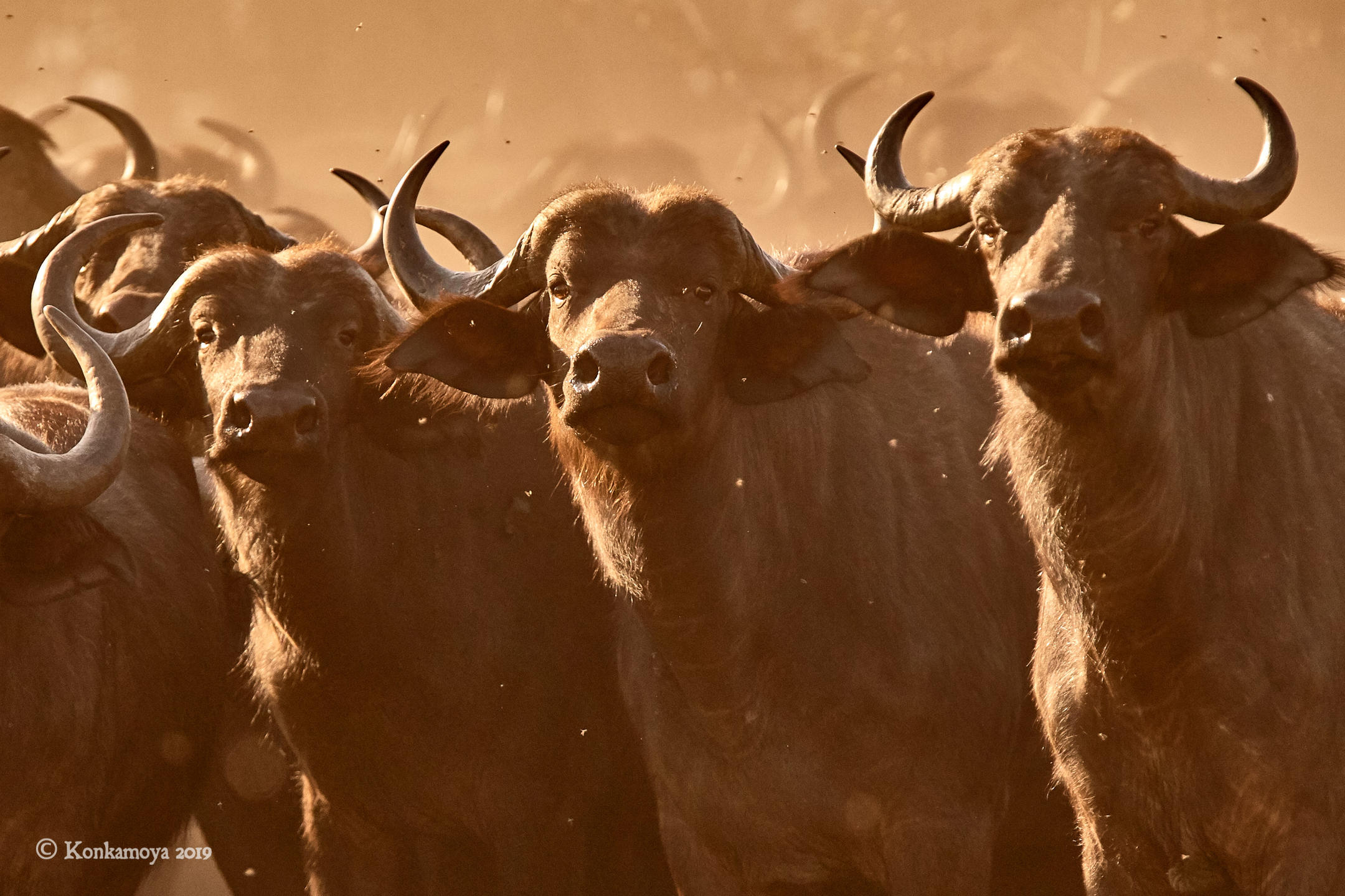 Buffalo in the dust