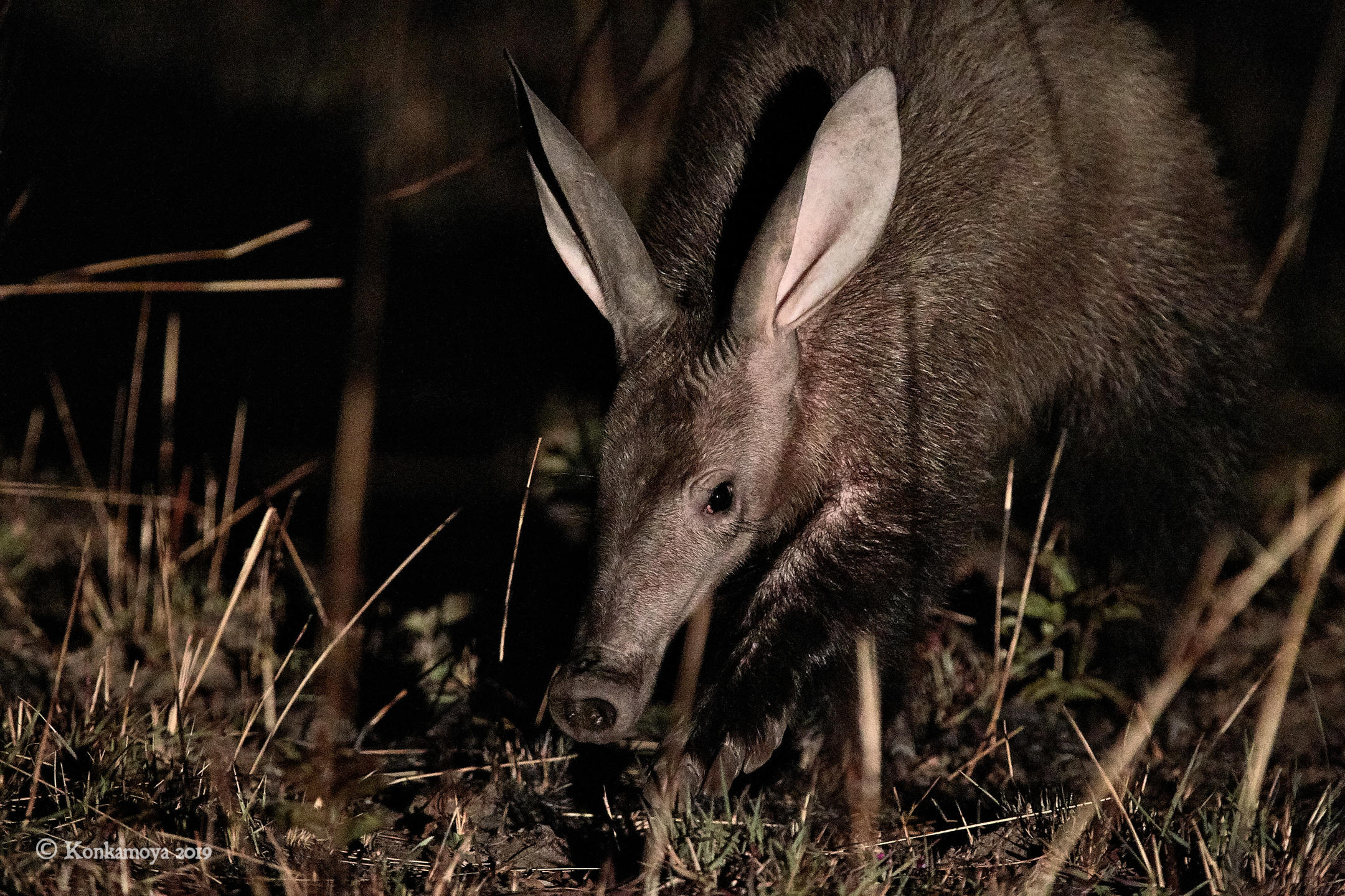 The Aardvark
