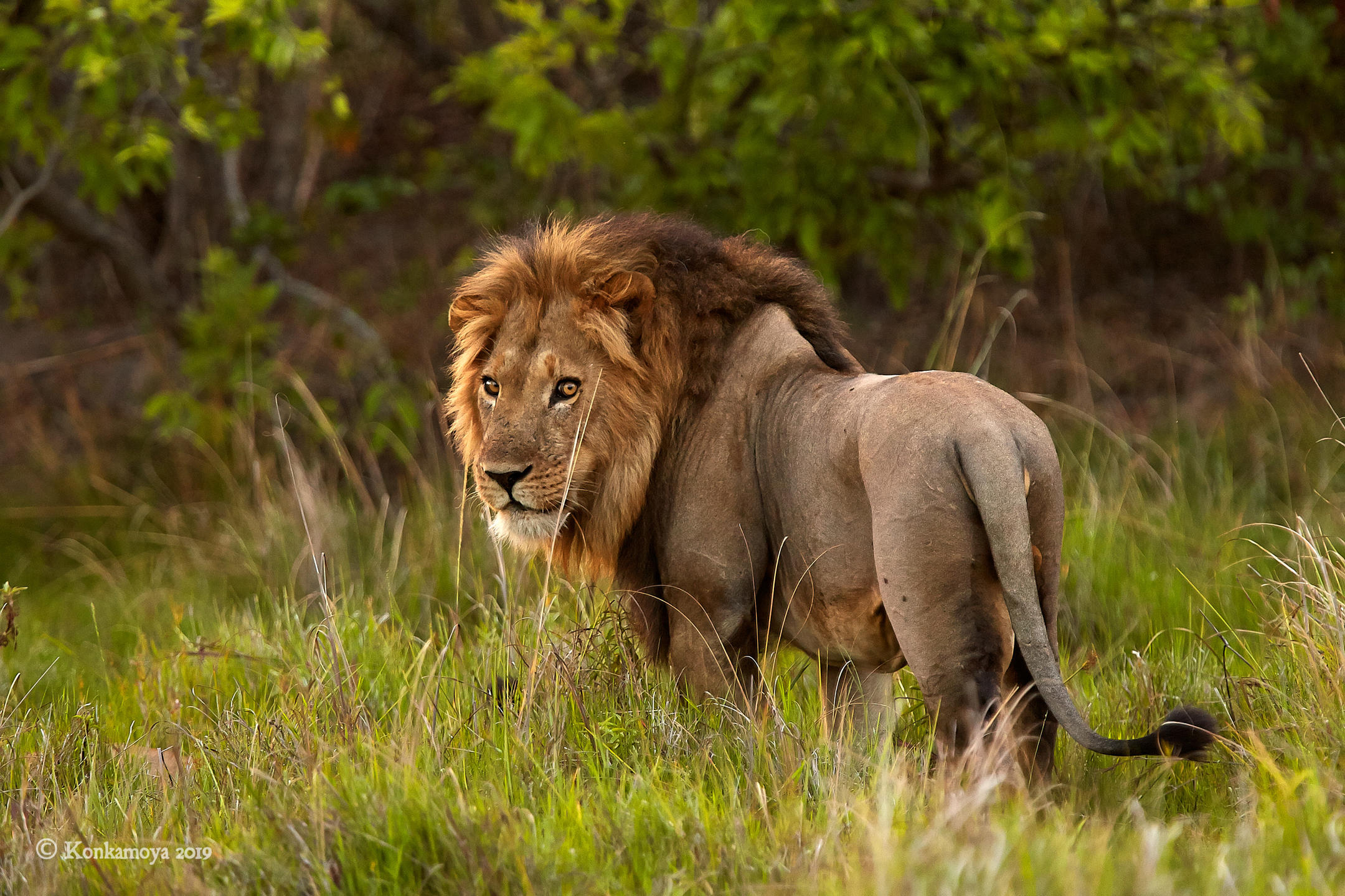 Dominant male Lion