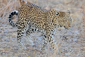 Leopard in South Luangwa National Park