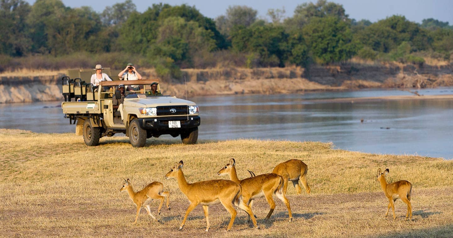 Game Drive in South Luangwa National Park