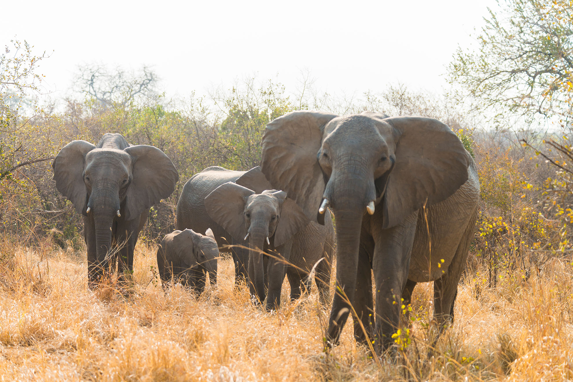 Wildlife in Kafue National Park