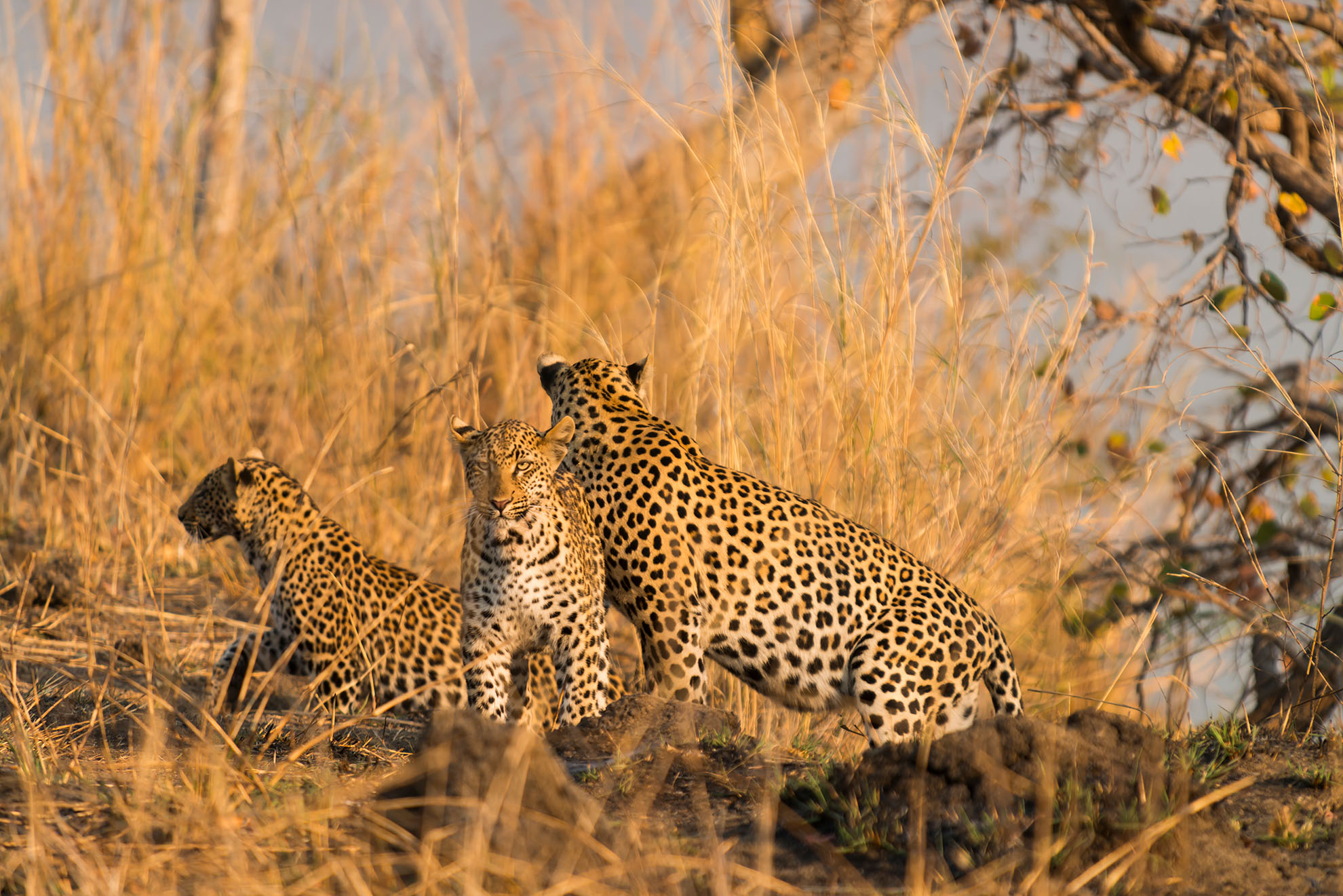 Kafue National Park