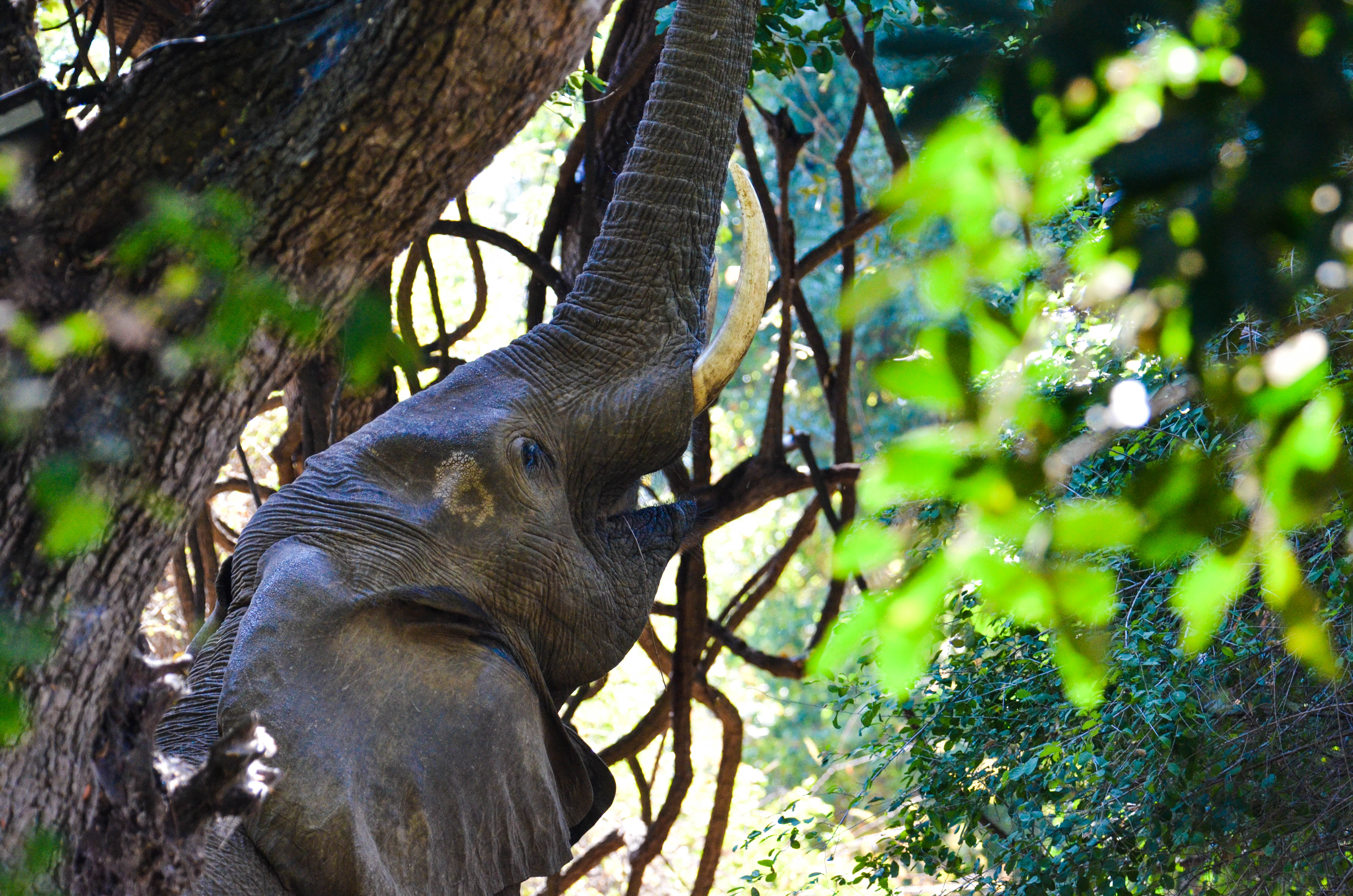 Elephant at Royal Zambezi Lodge