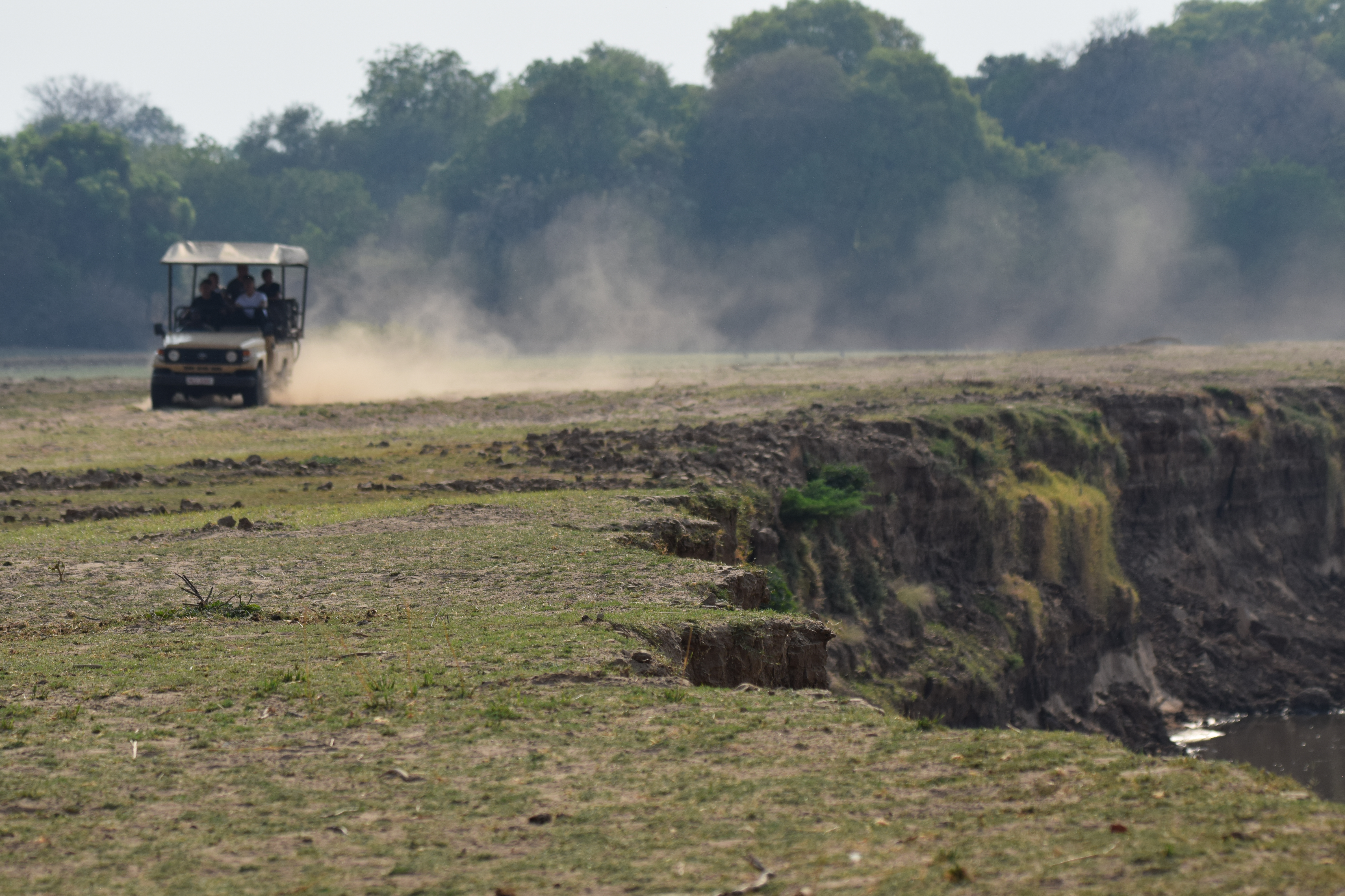Thornicroft game drive