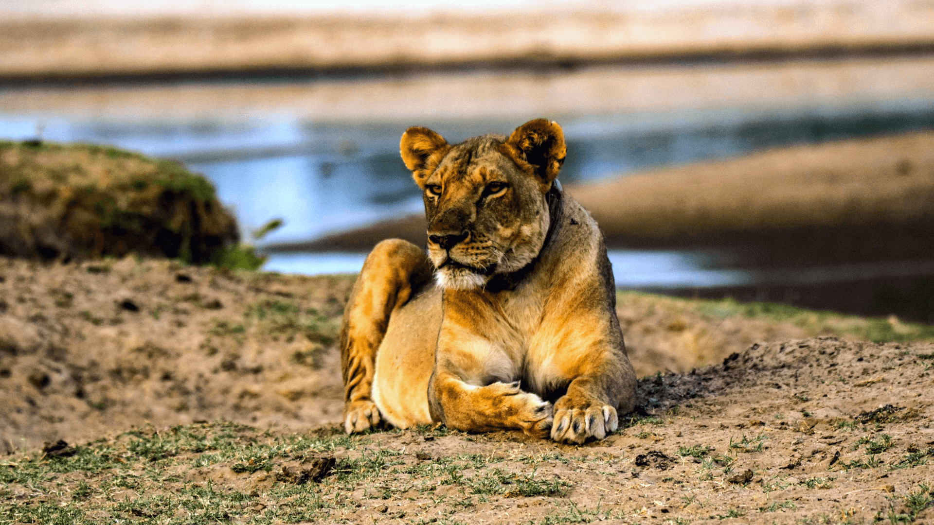 Wildlife in South Luangwa National Park - Lion