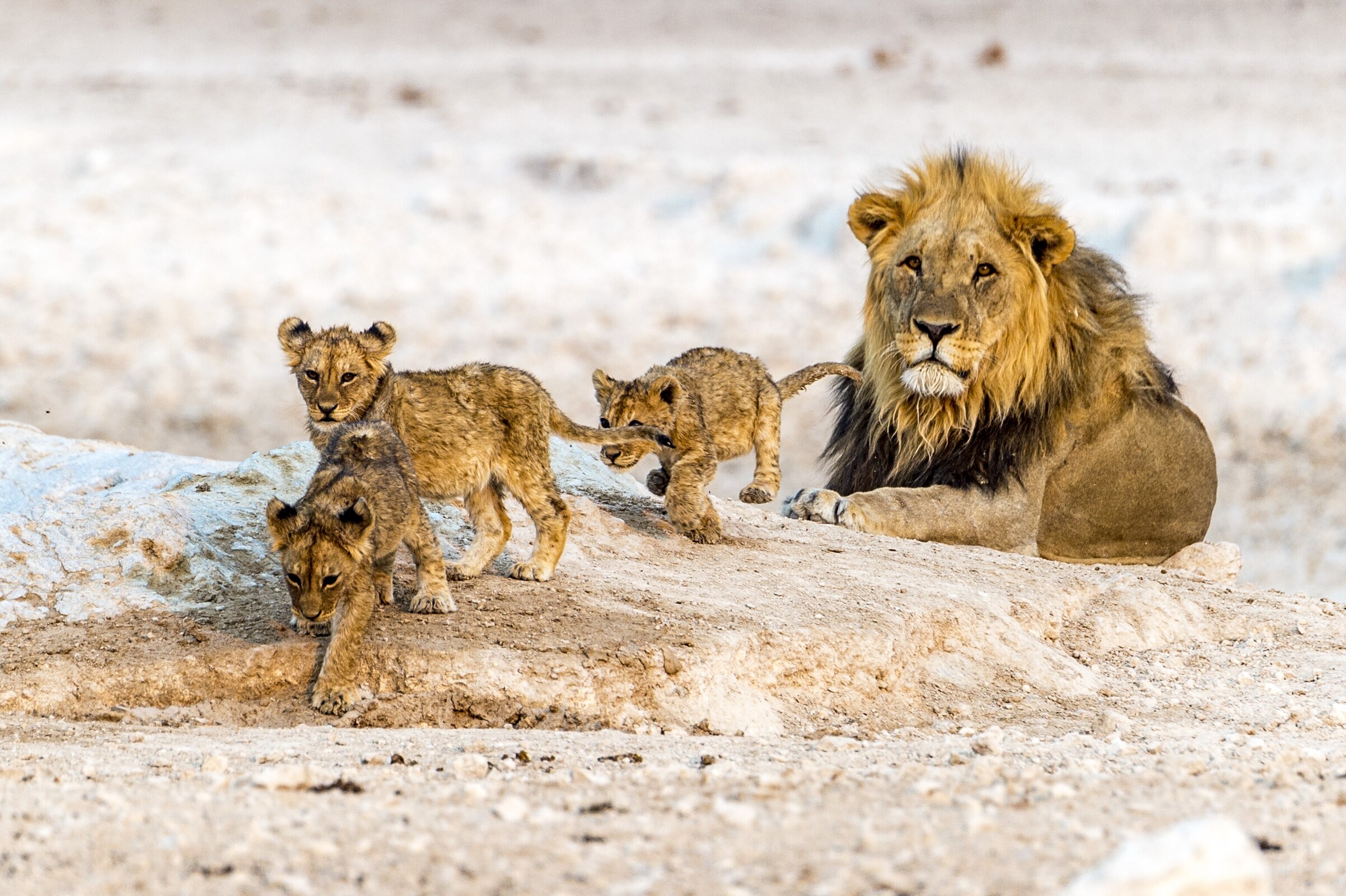 Lion Wildlife