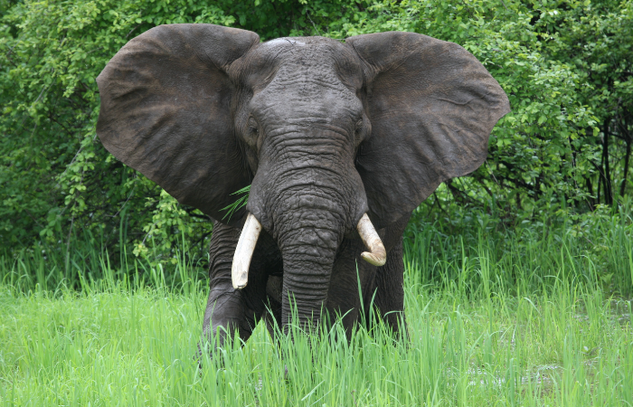 Wildlife - Elephant