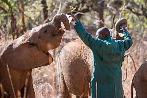 Lilayi Elephant Nursery