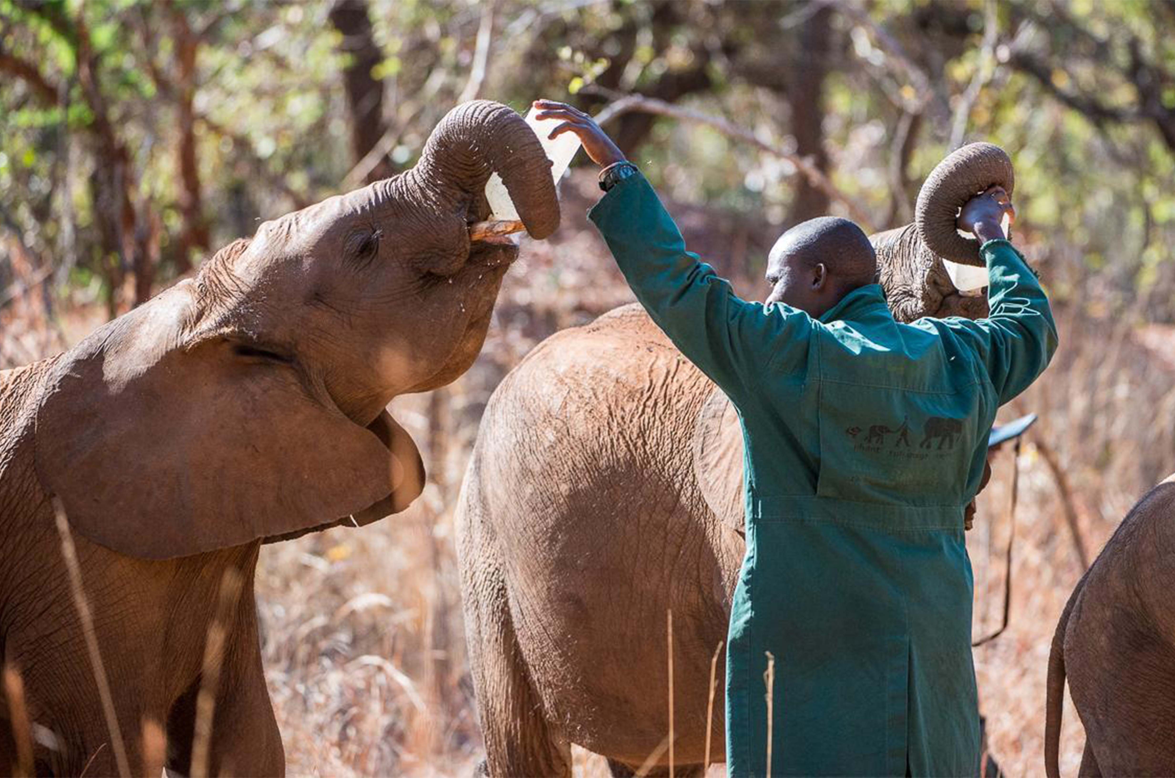 Lilayi Elephant Nursery