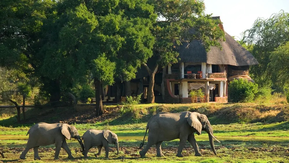 Luangwa Safari House Elephants