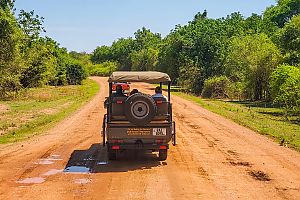 Safari Drive