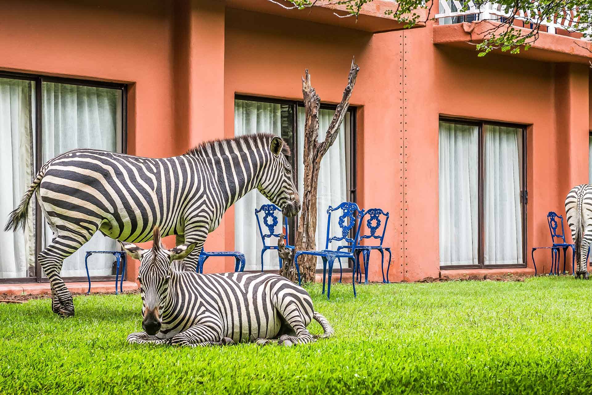 Zebras grazing