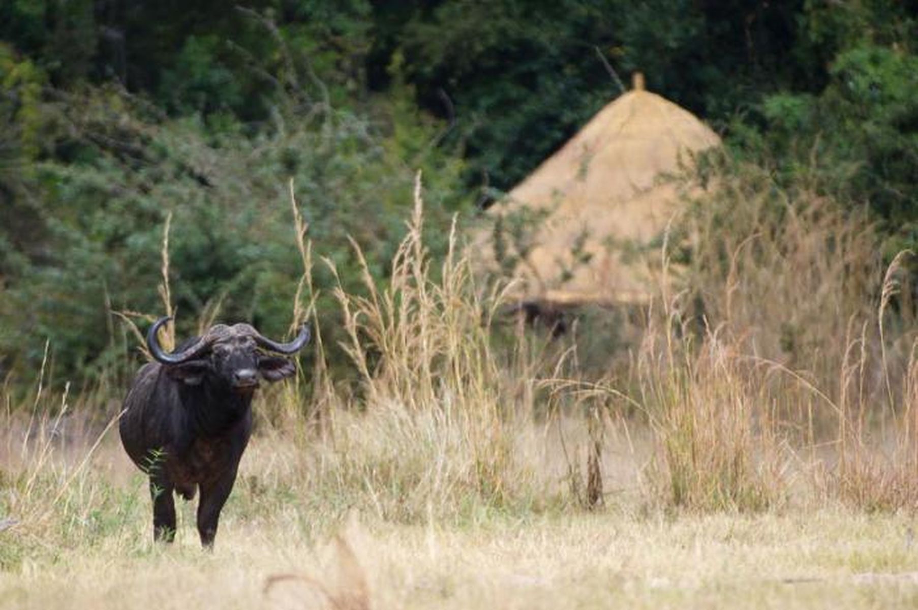 Mfuwe Lodge