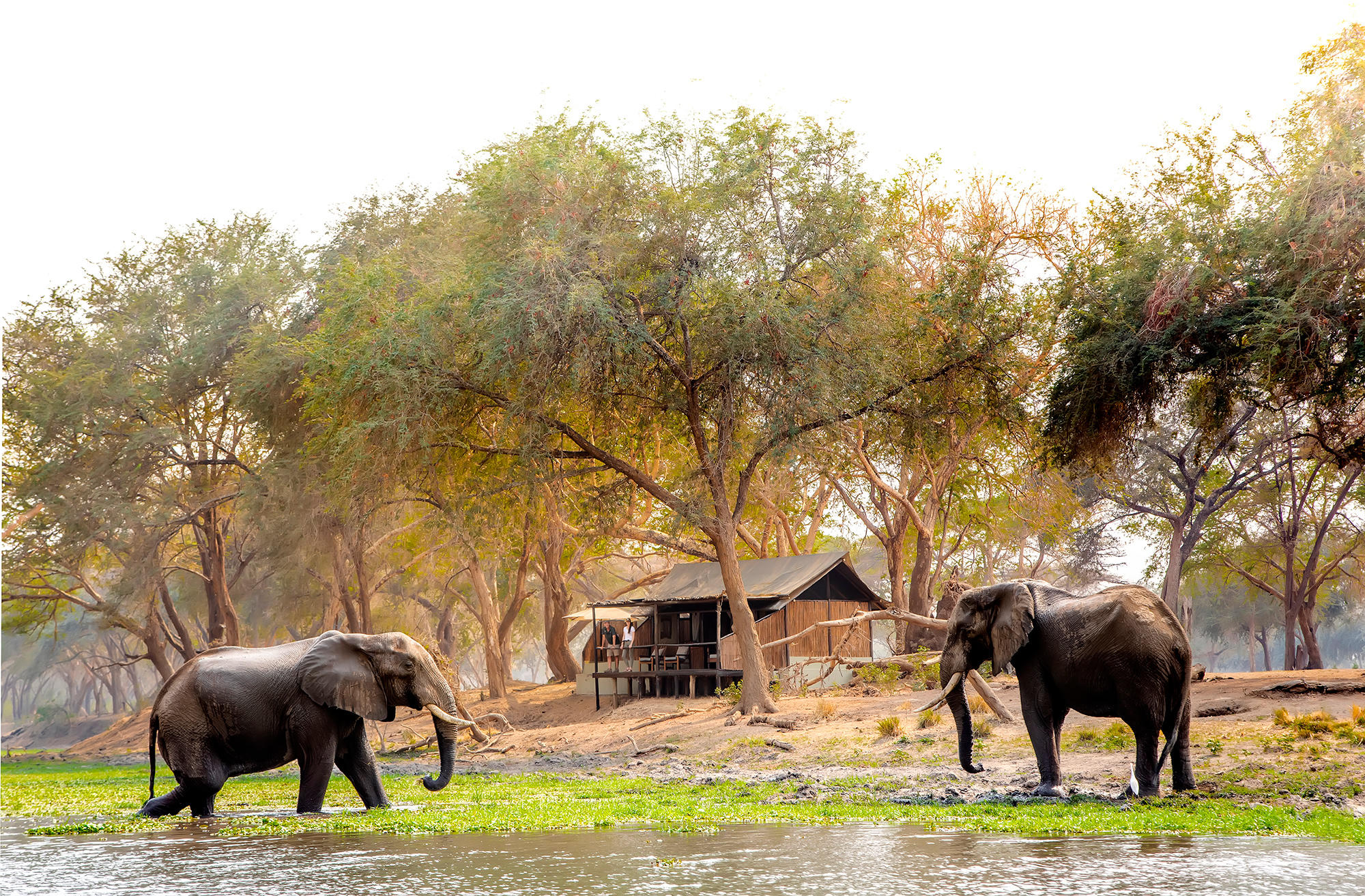 Elephants near tents at Old Mondoro