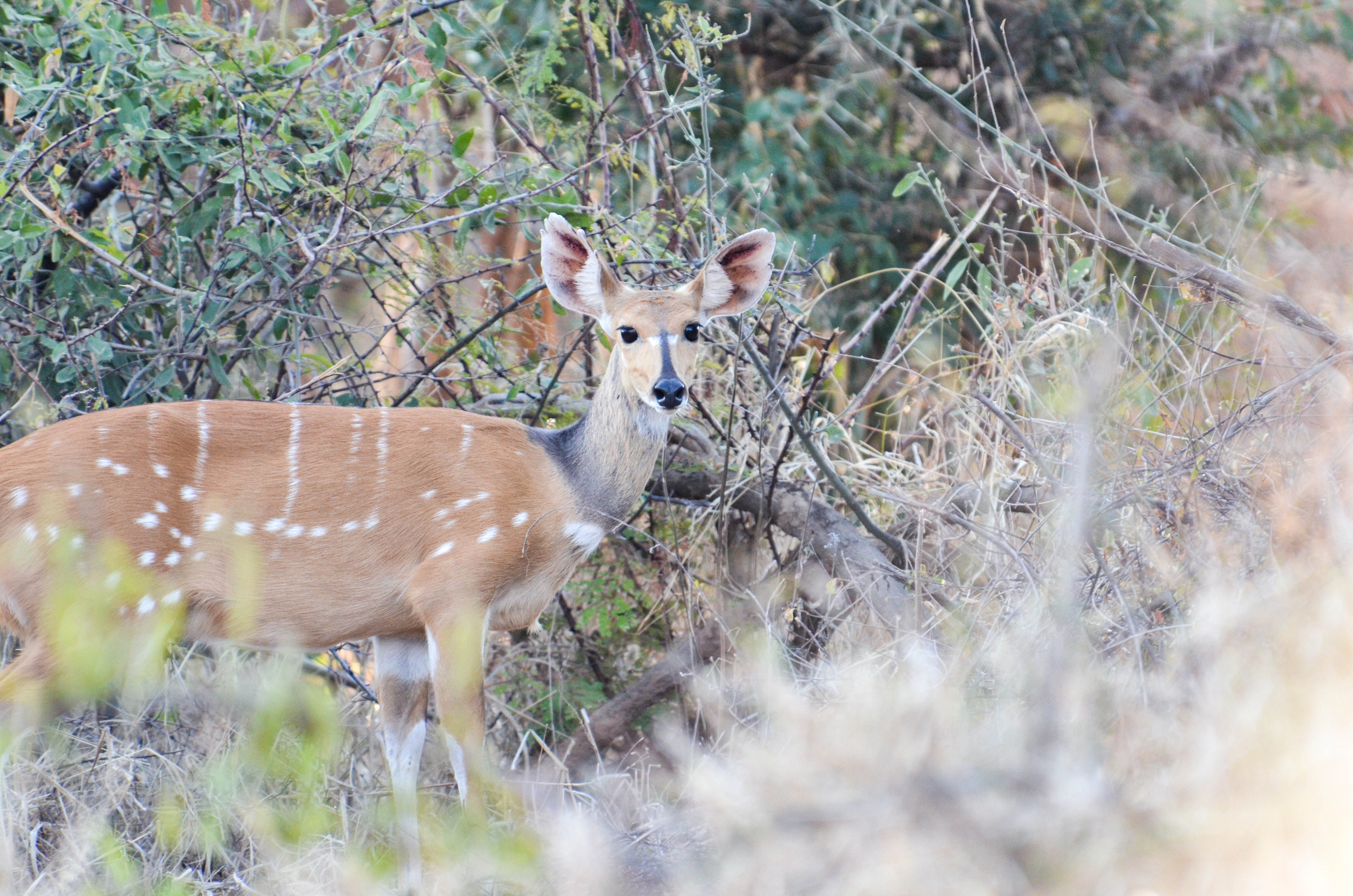 Lower Zambezi National Park