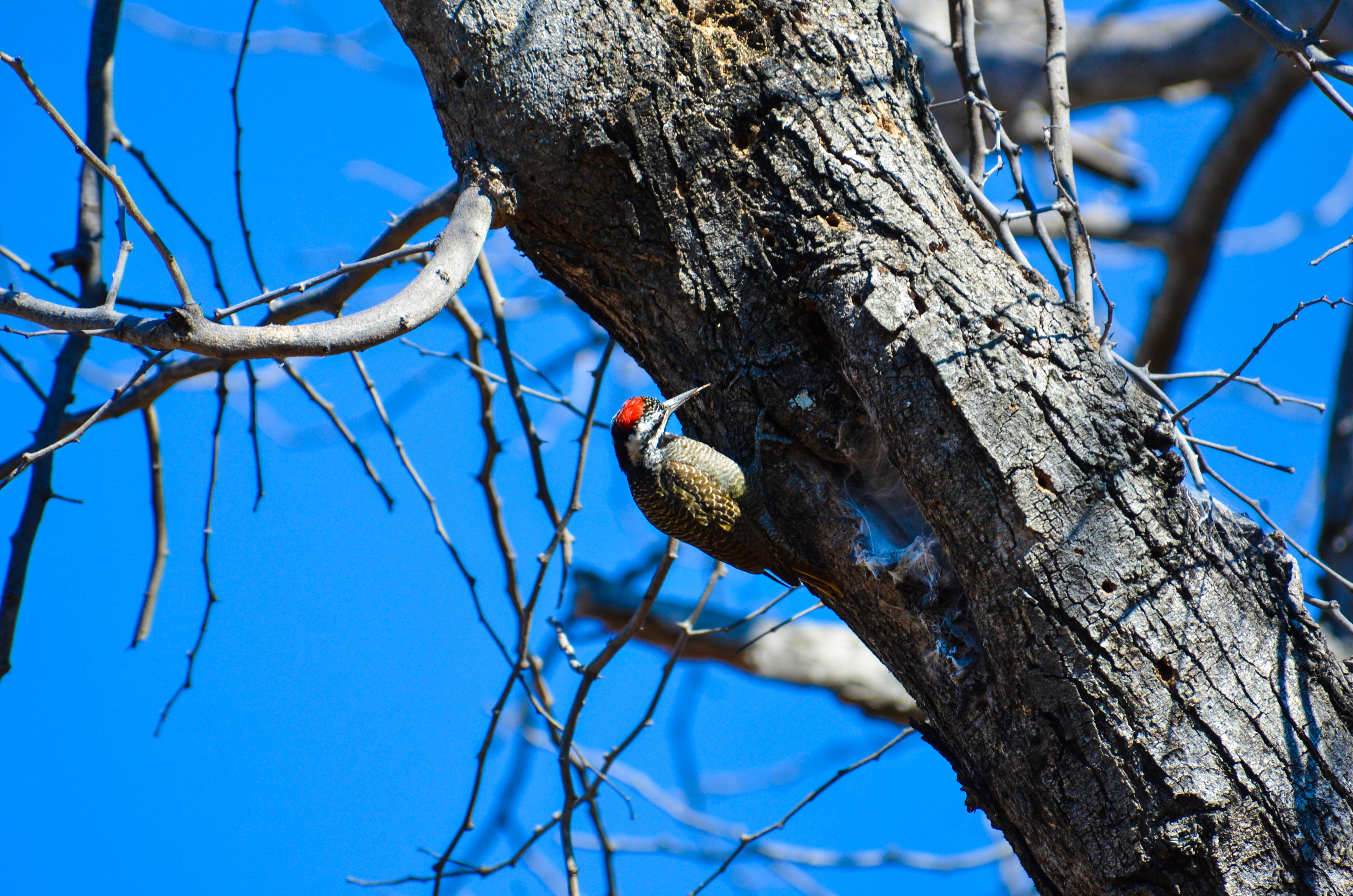 Bird Life in Lower Zambezi