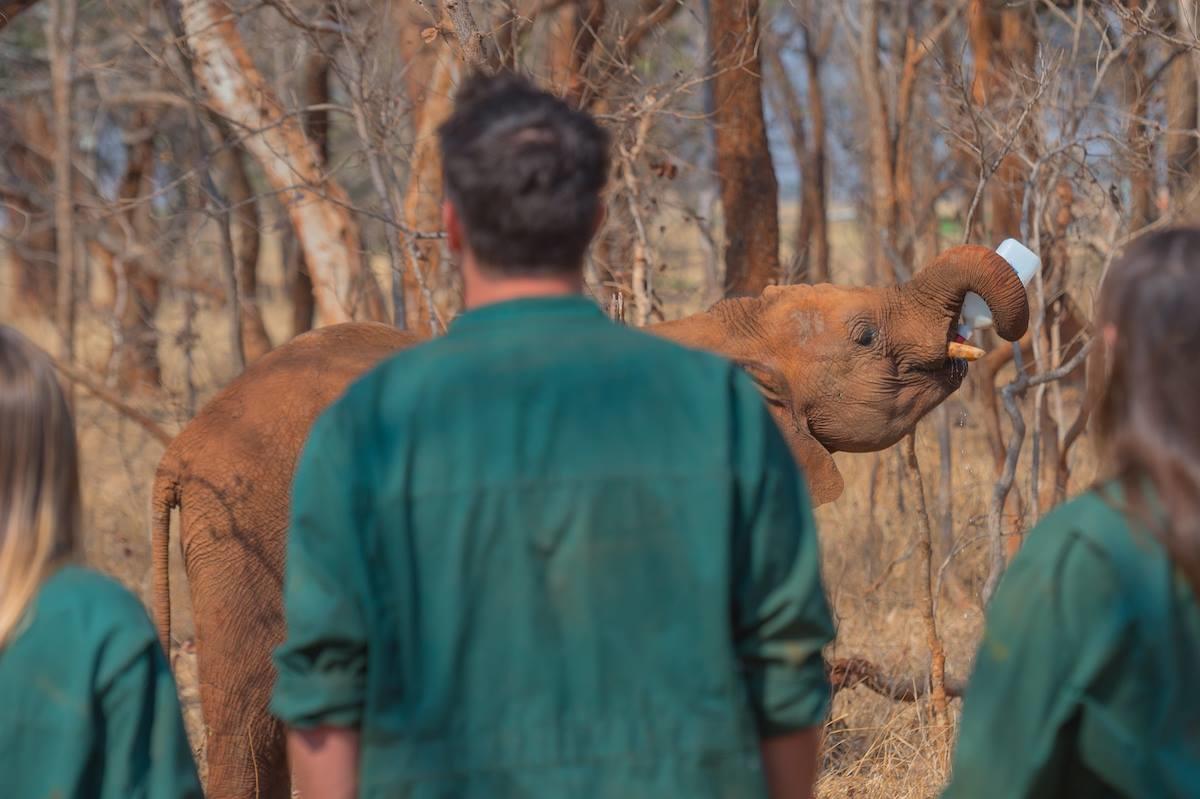 Lilayi Elephant Nursery