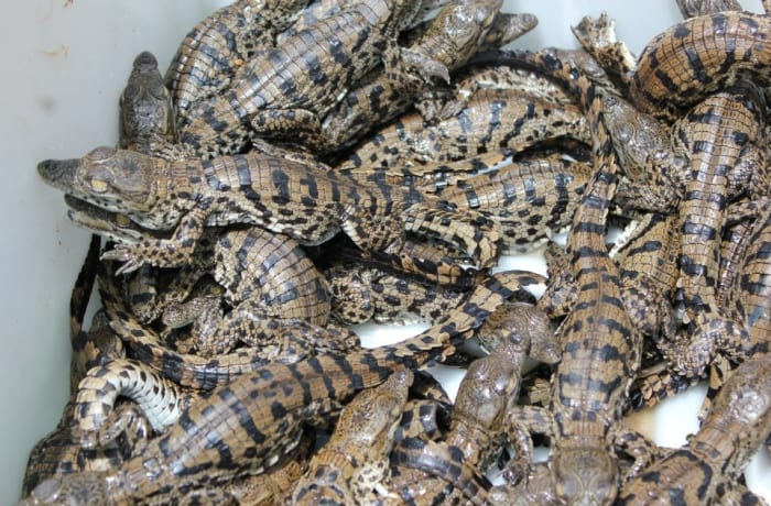 Crocodile Farming