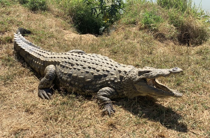 Crocodile Farming